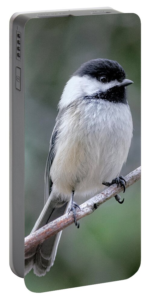 Black-capped Chickadee Portable Battery Charger featuring the photograph Black-capped Chickadee by Andrew Wilson