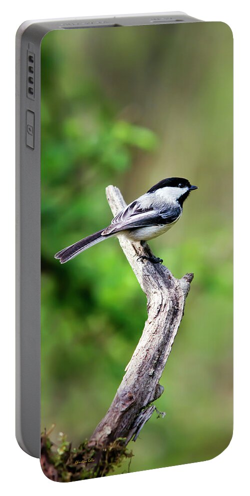 Bird Portable Battery Charger featuring the photograph Black Capped Chickadee Bird by Christina Rollo