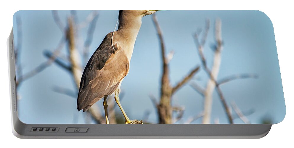 Heron Portable Battery Charger featuring the photograph Black Capped Night Heron by Bob Decker
