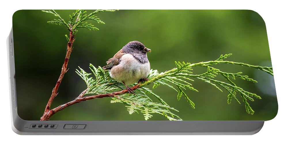 Bird Portable Battery Charger featuring the photograph Dark Eyed Junco with Breakfast by Stephen Sloan