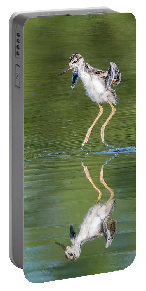 Black-necked Stilt Portable Battery Charger featuring the photograph Black-necked Stilt Chick 2500-060622-2 by Tam Ryan