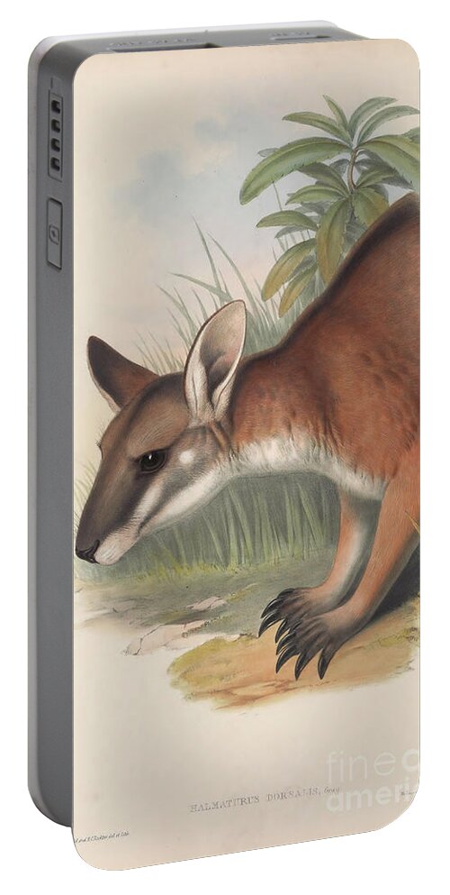 Macropod Portable Battery Charger featuring the drawing black-striped wallaby Notamacropus dorsalis c4 by Historic Illustrations