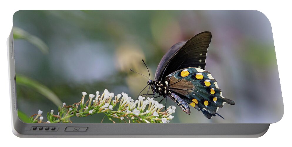 Flower Portable Battery Charger featuring the photograph Black Swallowtail Posing by Steve Templeton