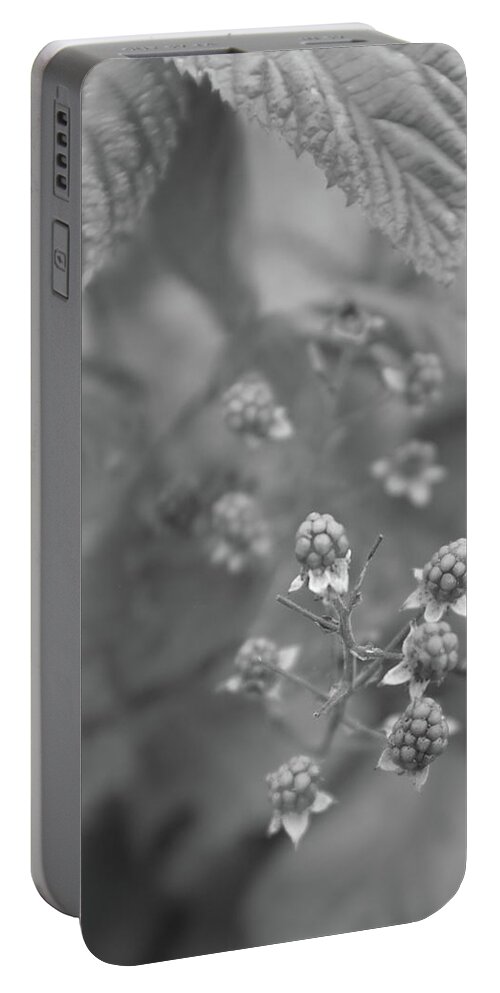 Blackberries Portable Battery Charger featuring the photograph Blackberries by Alan Norsworthy