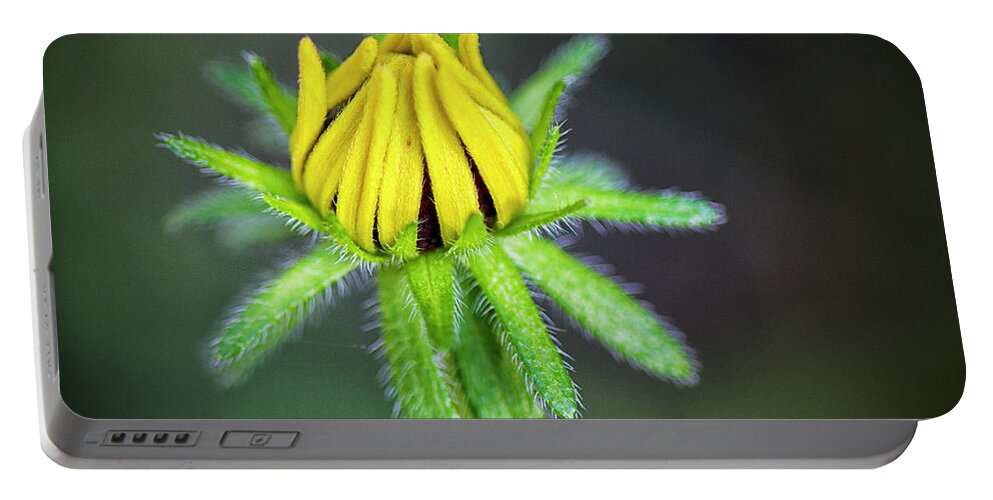 Balckeyed Susan Portable Battery Charger featuring the photograph Blackeyed Susan Bud in the Croatan by Bob Decker