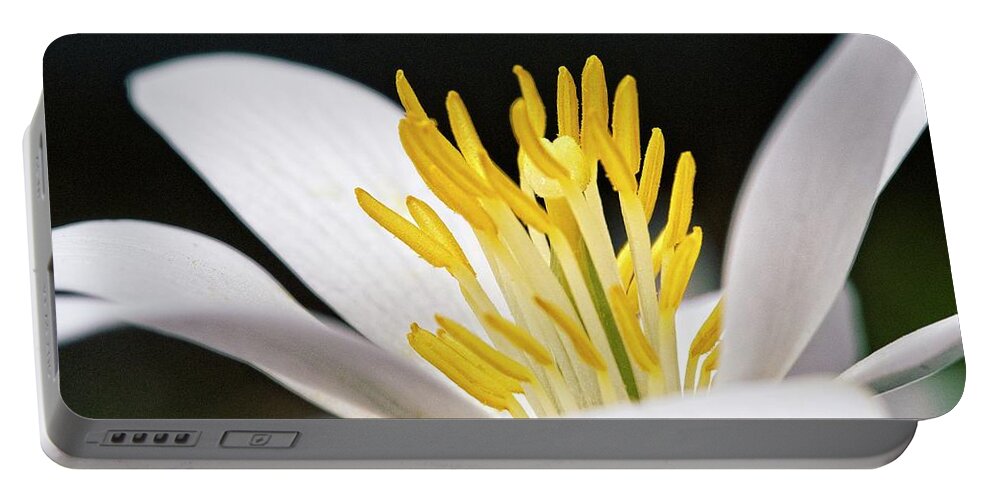 Flowers Portable Battery Charger featuring the photograph Bloodroot 4 by Steven Ralser