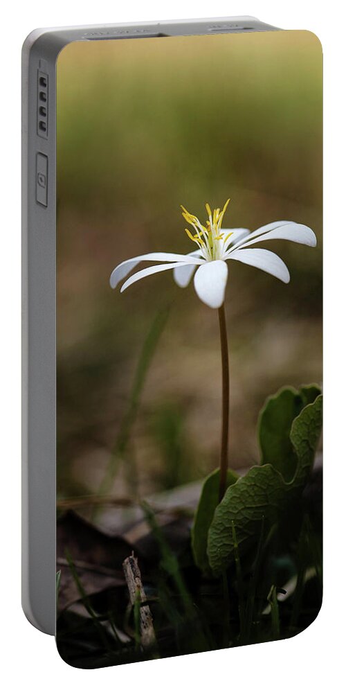 Bloodroot Portable Battery Charger featuring the photograph Bloodroot by Linda Shannon Morgan