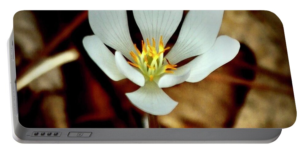 Bloodroot Portable Battery Charger featuring the photograph Bloodroot by Sarah Lilja