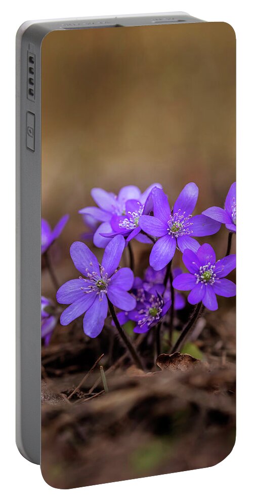 Flower Portable Battery Charger featuring the photograph Blooming hepatica in the morning light by Jaroslaw Blaminsky
