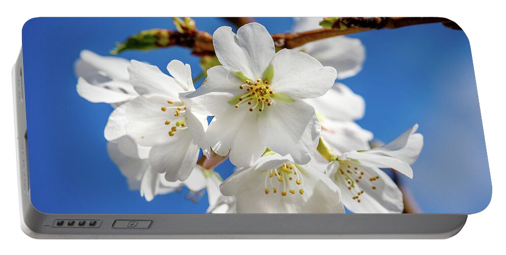 Cherry Portable Battery Charger featuring the photograph Blossoms by David Beechum