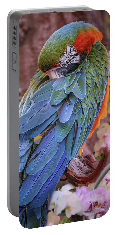 Macaw Portable Battery Charger featuring the photograph Blue and Yellow Macaw by Sally Bauer