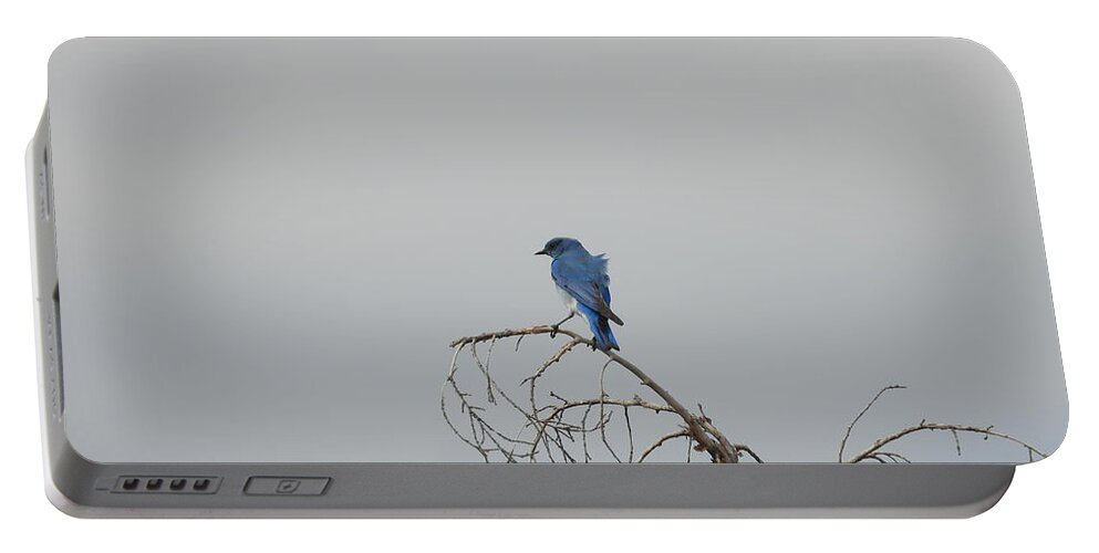 Blue Bird Portable Battery Charger featuring the photograph Blue Bird in the Wind 2 by Amanda R Wright