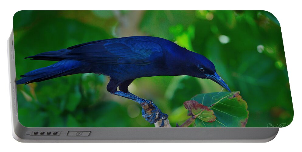 Susan Molnar Portable Battery Charger featuring the photograph Blue-Black Black Bird by Susan Molnar