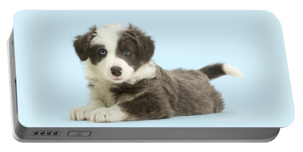 Border Portable Battery Charger featuring the photograph Blue Border Collie Relaxing by Warren Photographic