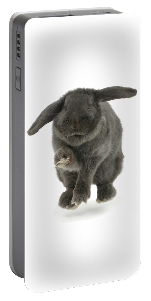 Blue Portable Battery Charger featuring the photograph Blue Bunny Hop by Warren Photographic