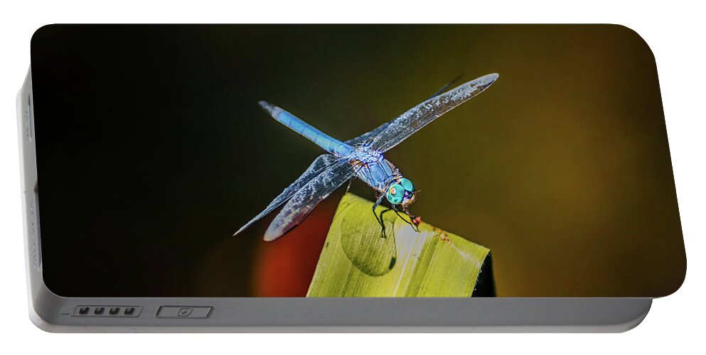 Insects Portable Battery Charger featuring the photograph Blue Dragon on the Prowl by Marcus Jones