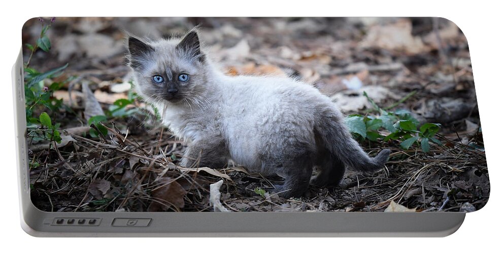 Kitten Portable Battery Charger featuring the photograph Blue Eyes by DArcy Evans