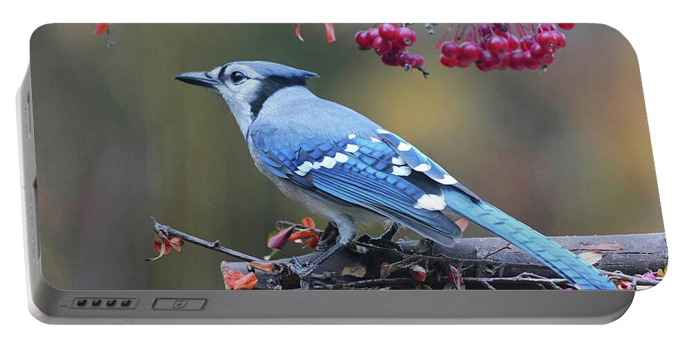Berries Portable Battery Charger featuring the photograph Blue Jay 2 by Dennis Cox Photo Explorer