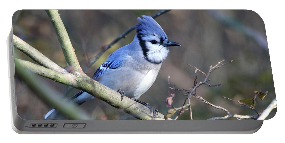 Nature Portable Battery Charger featuring the photograph Blue Jay Fluffing His Feathers by Trina Ansel