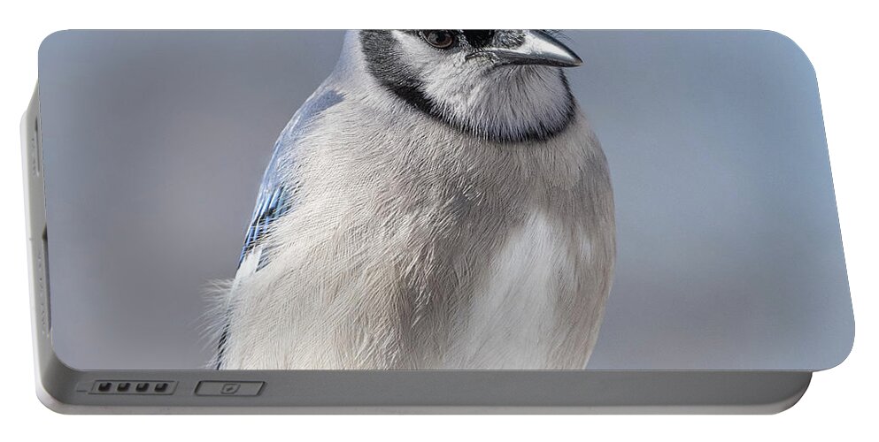  Portable Battery Charger featuring the photograph Blue Jay Sitting Pretty by Sandra Rust