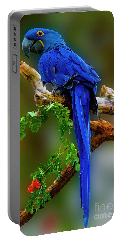 Photography Portable Battery Charger featuring the photograph Blue Macaw by Paul Wear
