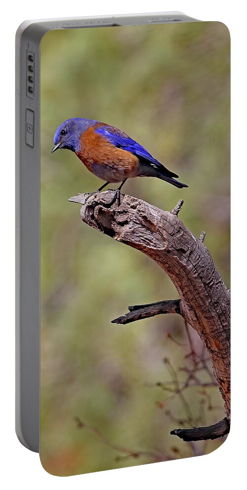 Utah Portable Battery Charger featuring the photograph Bluebird At Red Canyon by Jennifer Robin