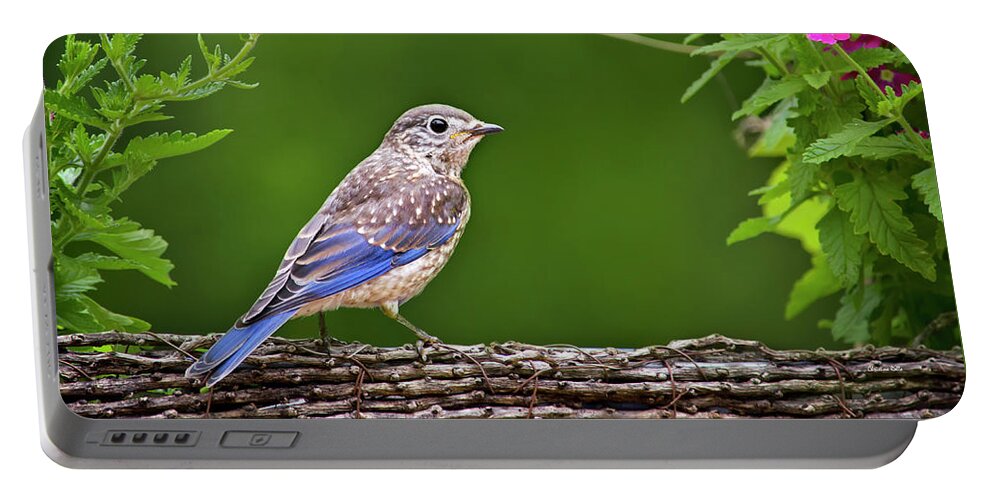 Bluebird Portable Battery Charger featuring the photograph Bluebird Chick by Christina Rollo