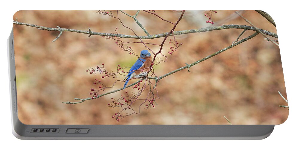 Bird Portable Battery Charger featuring the photograph Bluebird on a Branch by Amelia Pearn