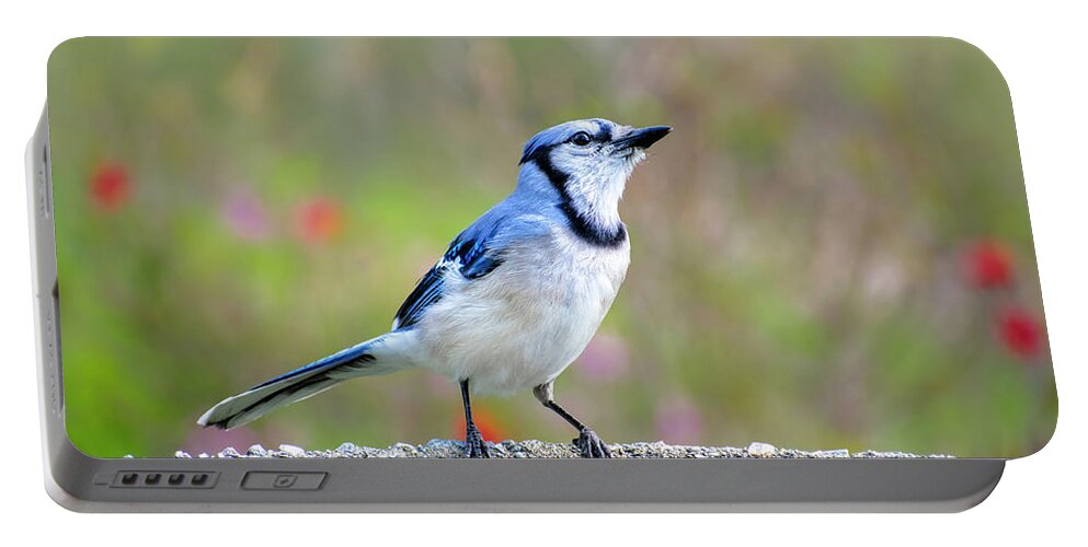 Bird Portable Battery Charger featuring the photograph Bluejay Bird by Christina Rollo
