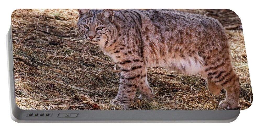 Arizona Portable Battery Charger featuring the photograph Bobcat 1, Northern Arizona by Dawn Richards