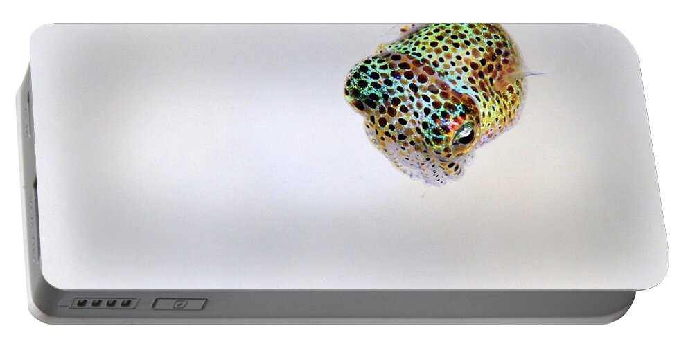 White Portable Battery Charger featuring the photograph Bobtail squid by Artesub