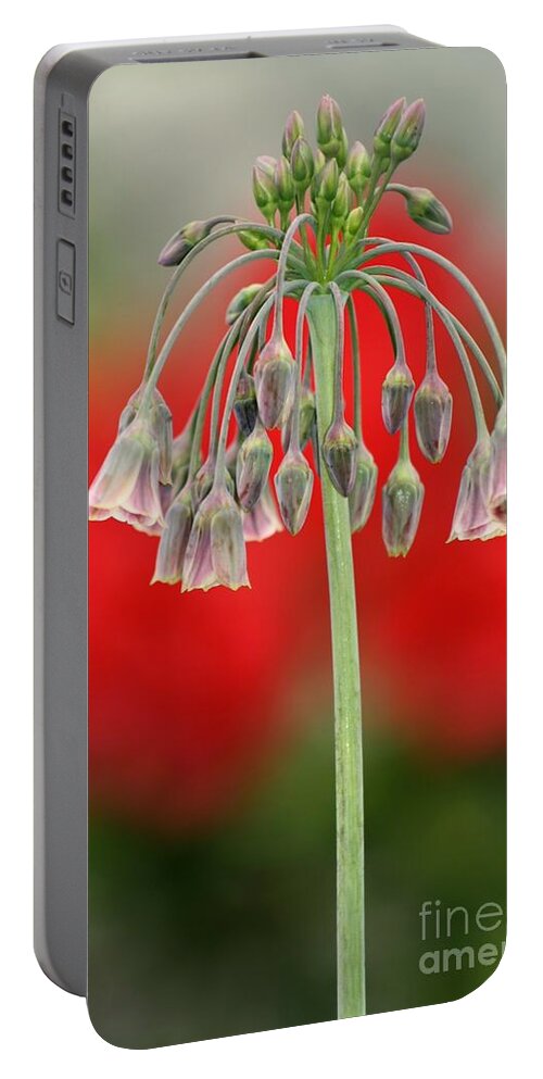 Flowers Portable Battery Charger featuring the photograph Bokeh Bloom by Kimberly Furey