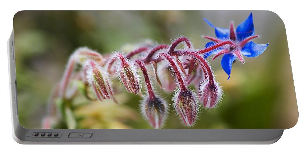 Starflower Portable Battery Charger featuring the photograph Borage Plant In Buds by Joy Watson