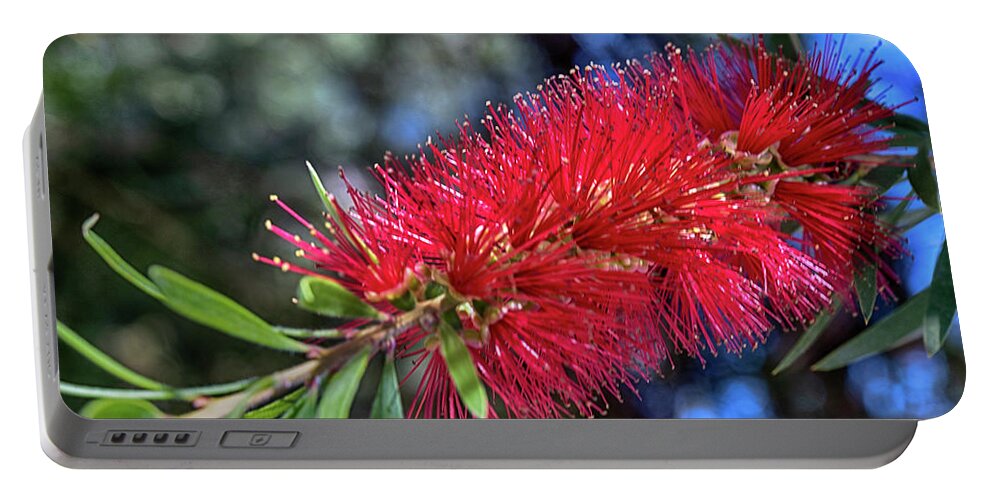 Australia Portable Battery Charger featuring the photograph Bottlebrush by Jay Heifetz