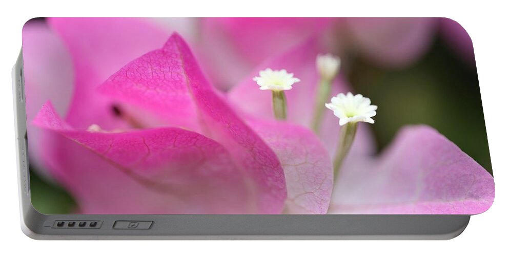 Bougainvillea Portable Battery Charger featuring the photograph Bougainvillea by Mingming Jiang