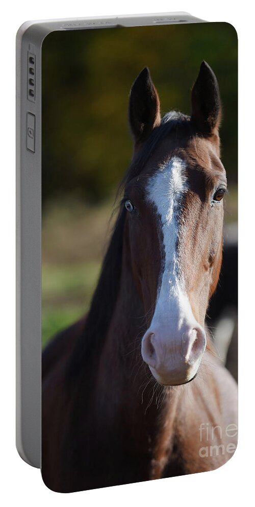 Rosemary Farm Portable Battery Charger featuring the photograph Bowie by Carien Schippers