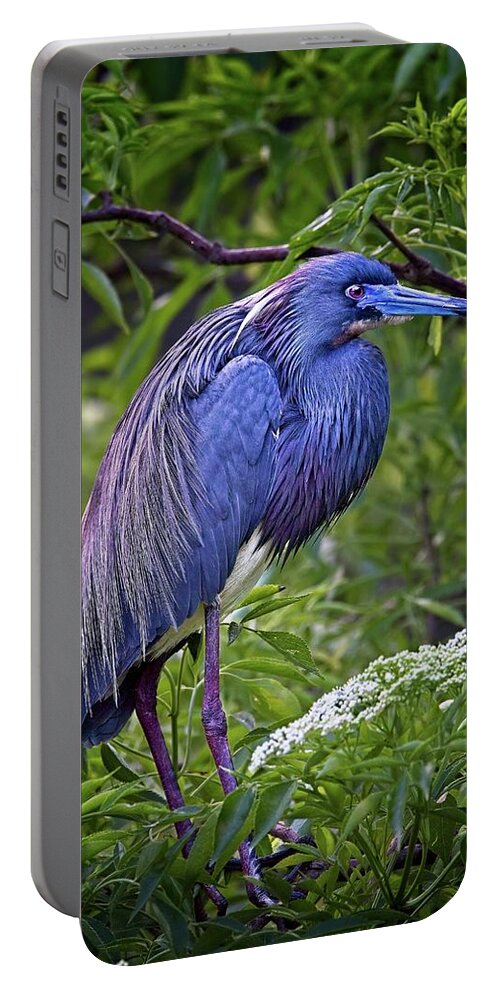 Florida Portable Battery Charger featuring the photograph Breeding Tri-colored Heron by Ronald Lutz