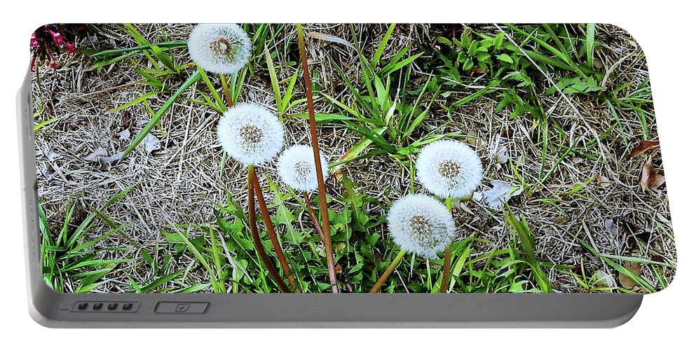 Flowers Portable Battery Charger featuring the photograph Bright White Dandies by Andrew Lawrence