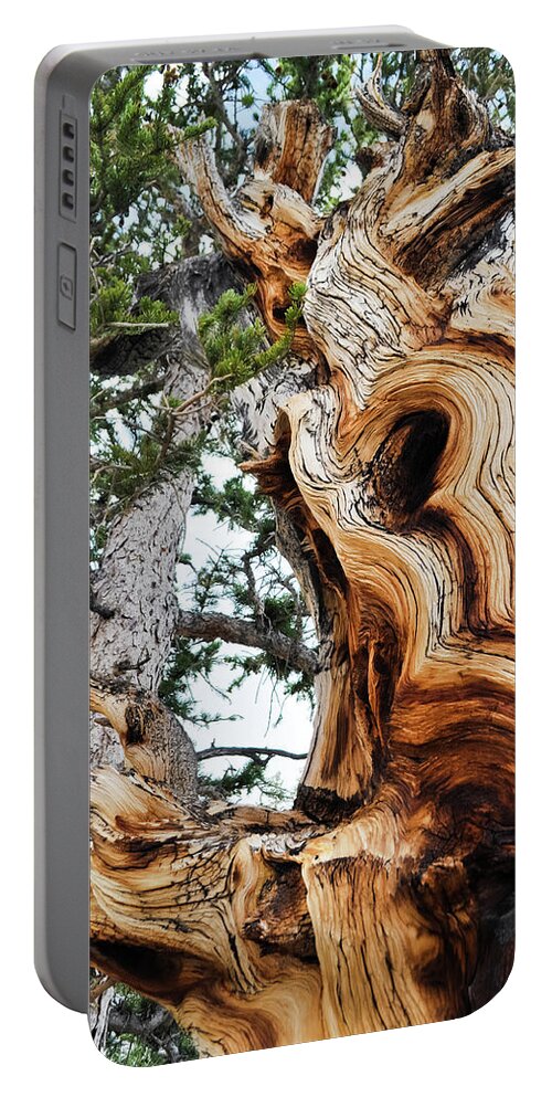 Great Basin National Park Portable Battery Charger featuring the photograph Bristlecone Pine Tree Portrait by Kyle Hanson