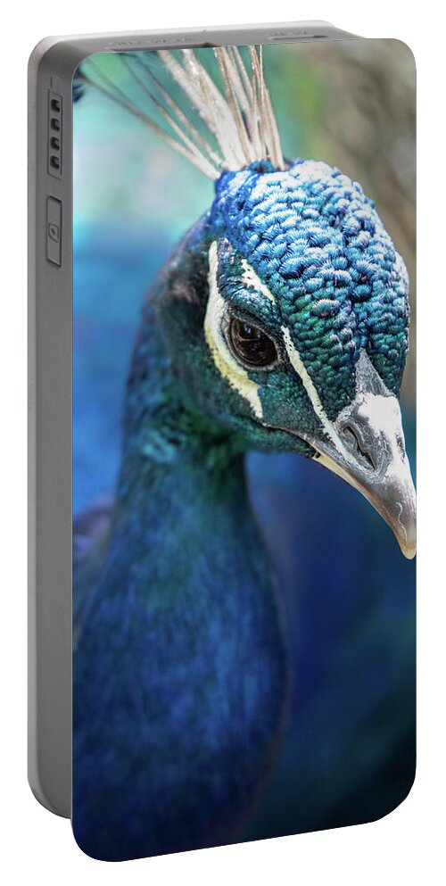 Bronx Zoo Portable Battery Charger featuring the photograph Bronx Peacock by Kevin Suttlehan