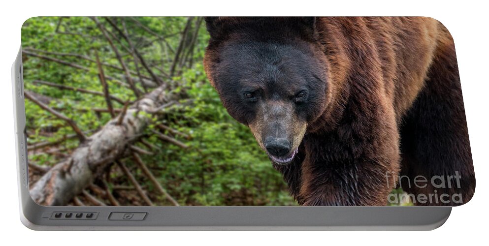 European Brown Bear Portable Battery Charger featuring the photograph Brown Bear and Fallen Tree by Arterra Picture Library