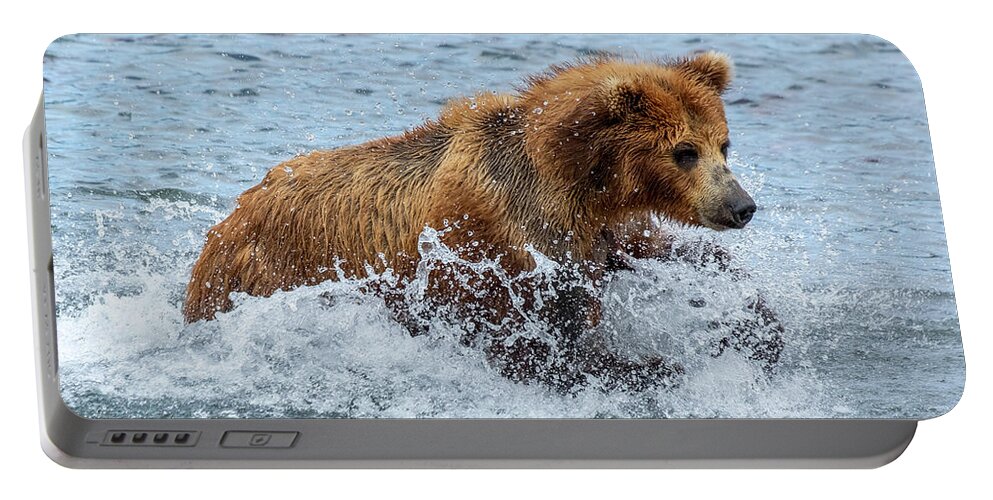 Bear Portable Battery Charger featuring the photograph Brown bear hunts for salmon by Mikhail Kokhanchikov
