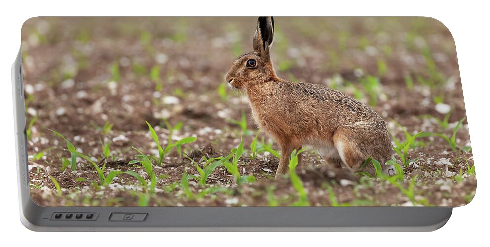 Norfolk Portable Battery Charger featuring the photograph Norfolk brown hare at in a field of crops by Simon Bratt