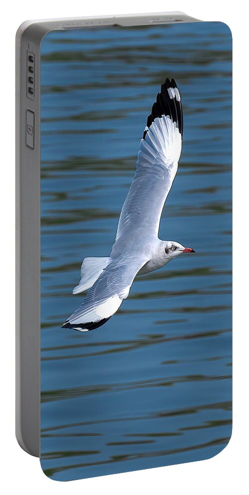 Nature Portable Battery Charger featuring the photograph Brown-headed Gull in Flight DTHN0389 by Gerry Gantt