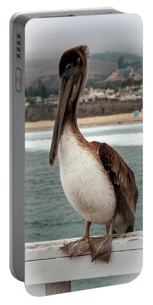 Pelican Portable Battery Charger featuring the photograph Brown Pelican by Stephen Sloan