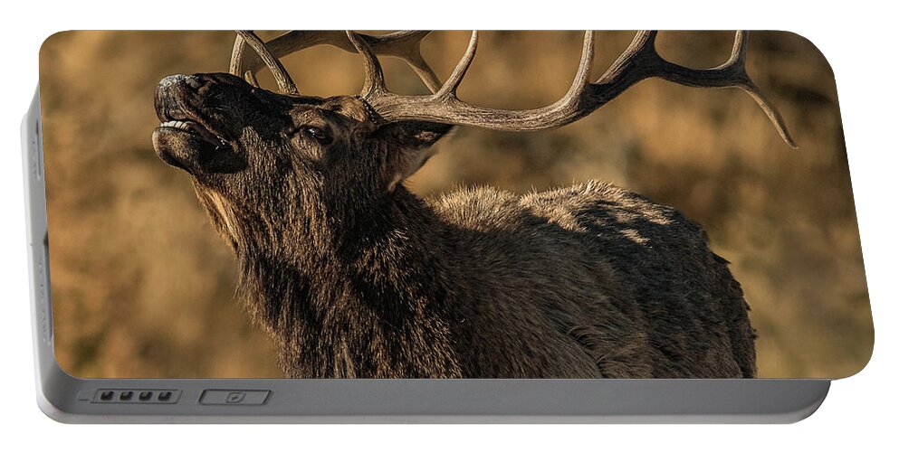 Bull Elk Portable Battery Charger featuring the photograph Bull Elk Bugle In Fall by Yeates Photography