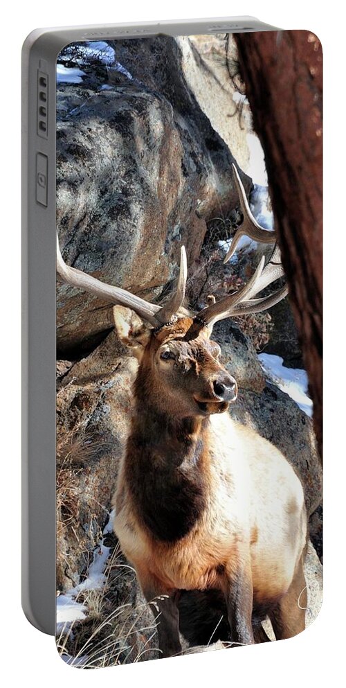 Elk Portable Battery Charger featuring the photograph Bull Elk Spring Sun DS by Jerry Sodorff
