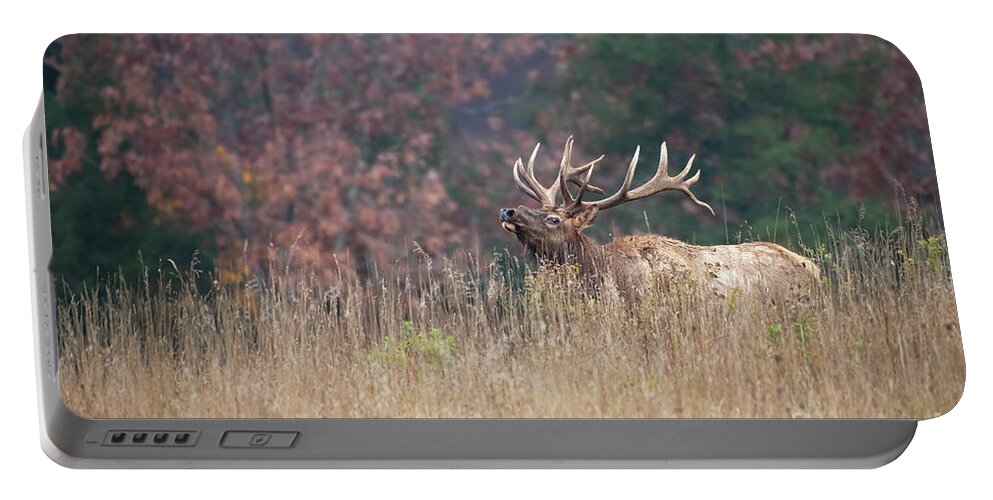 Elk Portable Battery Charger featuring the photograph Bull Elk - Wapiti by Rehna George