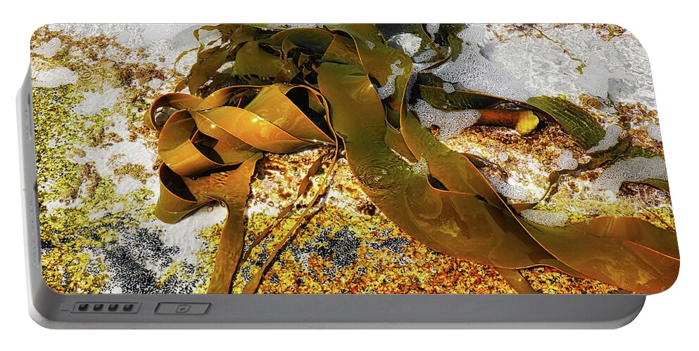 Bull Kelp. Kelp Portable Battery Charger featuring the photograph Bull Kelp on Rock by Lexa Harpell