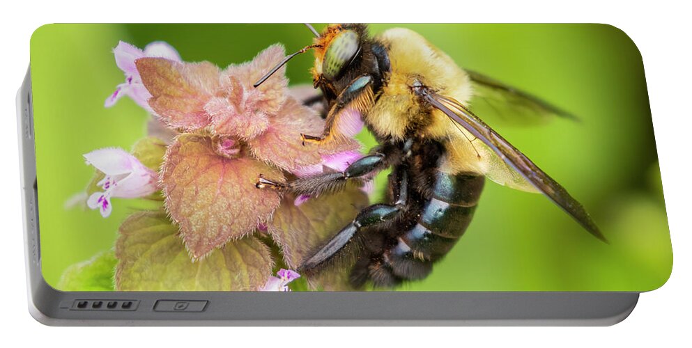 Common Eastern Bumble Bee Portable Battery Charger featuring the photograph Bumble Bee Visit by Jurgen Lorenzen